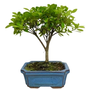 Pretty Satsuki Azalea 26cm