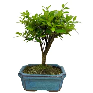 Satsuki Azalea 28cm