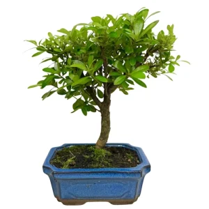 Satsuki Azalea 28cm