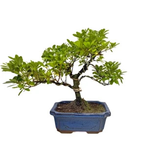 Satsuki Azalea 33cm