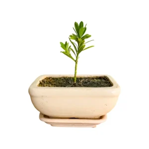 Upright Buddhist Pine 15cm inc Tray