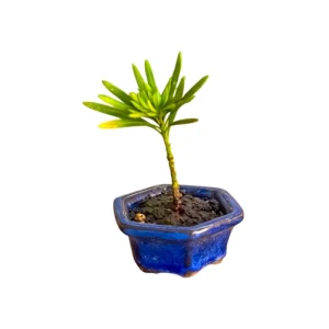 Pretty Buddhist Pine 11cm