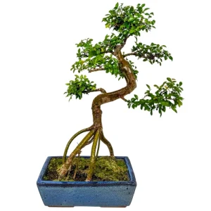Chinese Elm 50cm