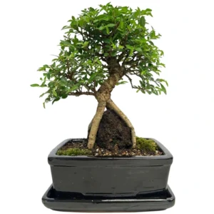 Root Over Rock Chinese Elm 39cm