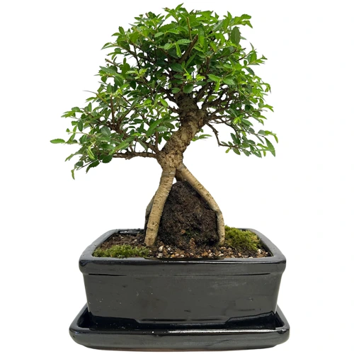Chinese Elm  Inc Tray 39cm