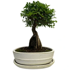 Root Over Rock Chinese Elm 35cm