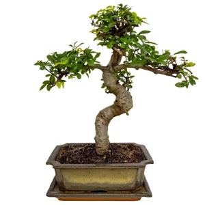 Chinese Elm Inc Tray 34cm