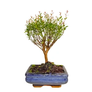 Chinese Myrtle 28cm