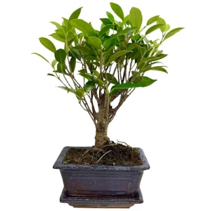 Alive Ficus Inc Tray 25cm