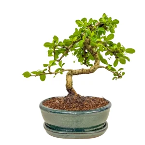 Fukien Tea Tree Inc Tray 31cm