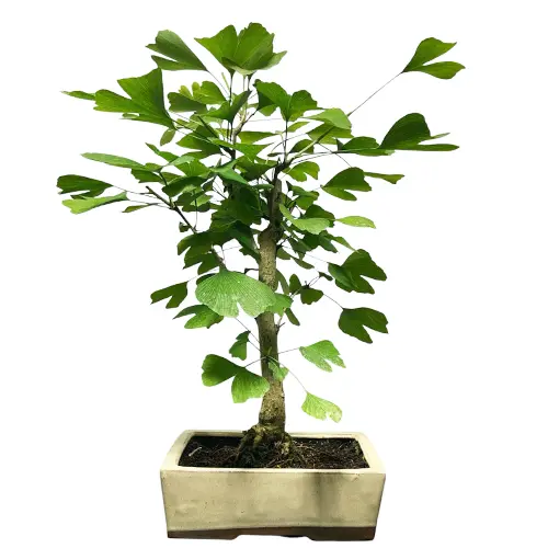 Medicinal Ginkgo Biloba 48cm