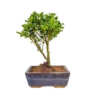 Japanese Holly 27cm