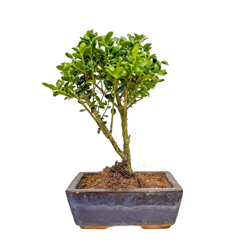 Japanese Holly 27cm