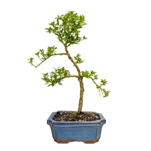 Japanese Holly 34cm
