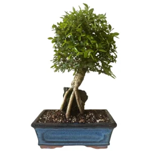 Root Over Rock Chinese Elm Inc Tray 38cm