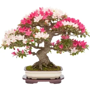 Azalea Bonsai Care Guide