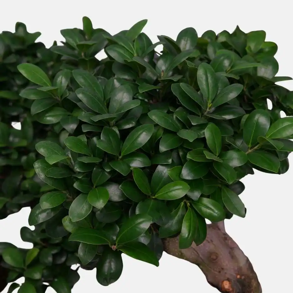 Close-up of cascading ficus foliage, dark and glossy, with a bend in the trunk visible behind