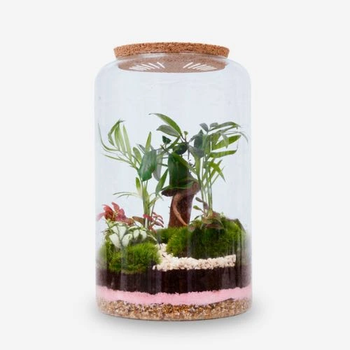 Bonsai Terrarium with Pink Details