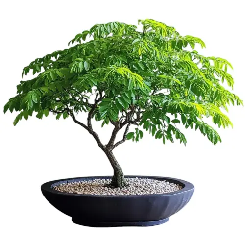 盆栽 brazil Brazilian Rain Tree Bonsai Care Guide - Miyagi Bonsai