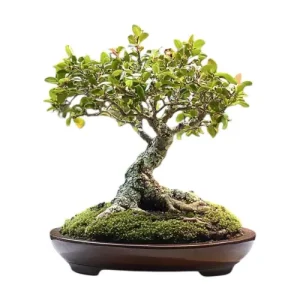 Brush Cherry Bonsai Care Guide