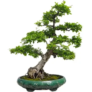 Chinese Sweet Plum Bonsai Care Guide