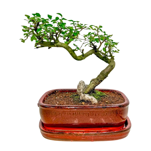 Beautiful Windswept Chinese Elm Inc Tray 28cm