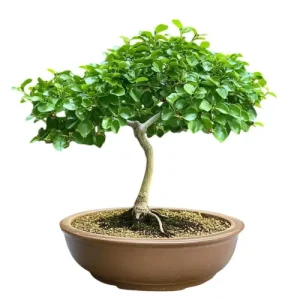 Chinese Privet Bonsai Care Guide