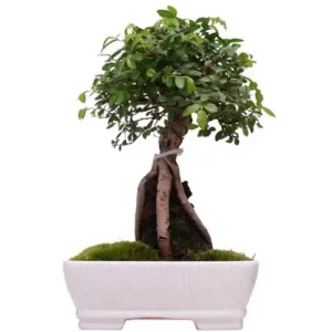 Cork Bark Chinese Elm With Exposed Roots Over Rock 28cm