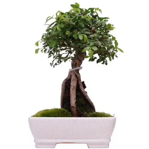 Cork Bark Chinese Elm With Exposed Roots Over Rock 28cm