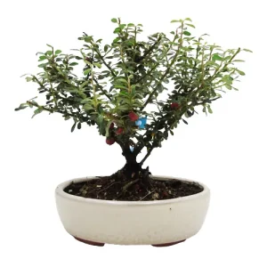 Cotoneaster Bonsai Care Guide