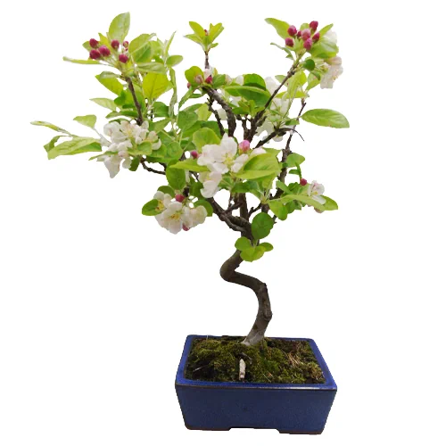 Crab Apple Bonsai Care Guide - Miyagi Bonsai