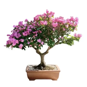 Crepe Myrtle Bonsai Care Guide