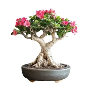 Desert Rose Bonsai Care Guide