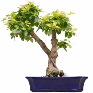 Durantha Repens Inc Tray 54cm (2872)