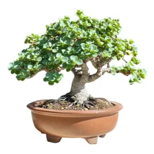 Dwarf Jade Bonsai Care Guide