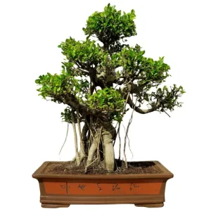Ficus Bonsai Care Guide