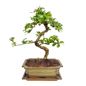 Fukien Tea Tree 37cm Inc Tray