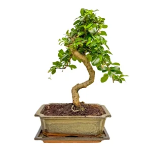 Fukien Tea Tree Inc Tray 31cm
