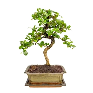 Fukien Tea Tree Inc Tray 33cm