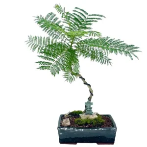 Jacaranda Bonsai Care Guide