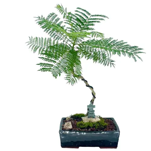 cercis bonsai Bonsai Growing Kit