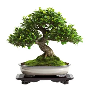 Japanese Holly Bonsai Care Guide