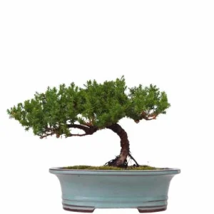 Juniper 26cm (2789)