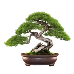 Juniper Bonsai Care Guide