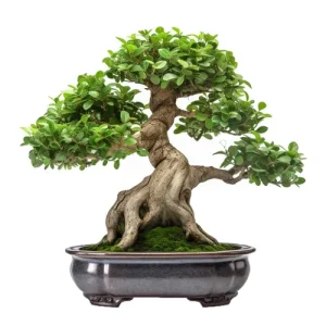 Mandarin Tree Bonsai Care Guide