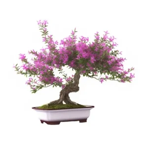 Mexican Heather Bonsai Care Guide