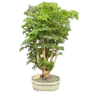 Ming Aralia Bonsai Care Guide