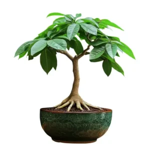 Money Tree Bonsai Care Guide