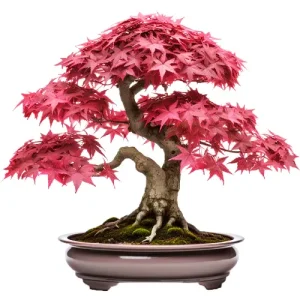 Japanese Red Maple Bonsai Care Guide