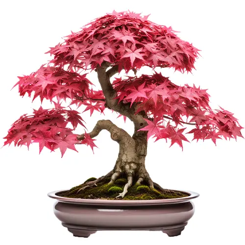 Japanese red 'Deshojo' maple bonsai with a split trunk and root flare, foliage in rich red-purple
